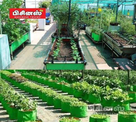 மாடித்தோட்டம்